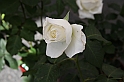 Festa delle rose_53